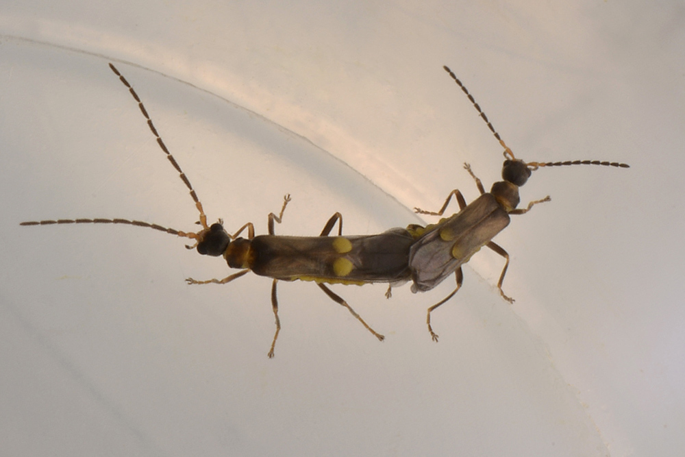 Cantharidae:   Malthodes sp.